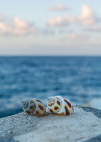 Close-up of shell on rock