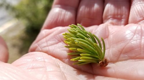 Close-up of person holding leaf