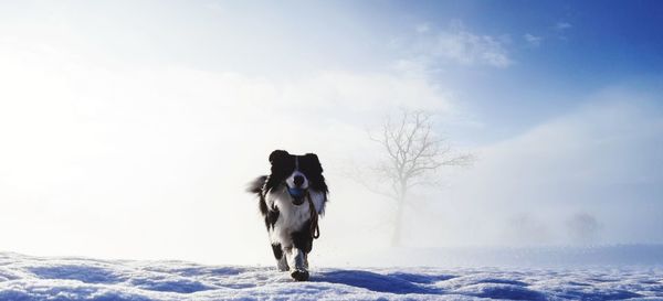 Dog standing on snow covered land