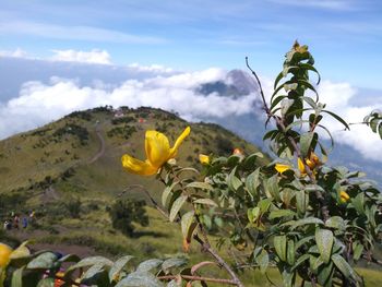 Close-up of yellow flowering plants against sky