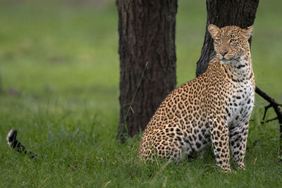 Full length of a cat on tree trunk