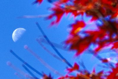 Low angle view of flowering plant against blue sky