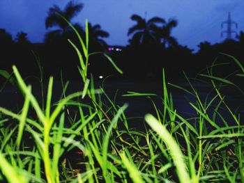 Close-up of grass growing on field