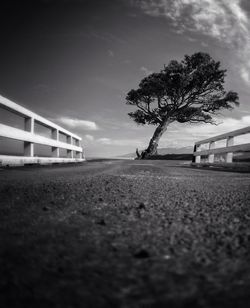 Empty road along trees