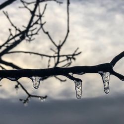Close-up of icicles on branch against sky