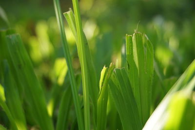 Close-up of fresh green plant in field