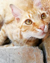 Close-up portrait of cat