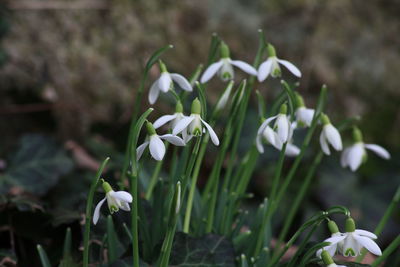 Close-up of white flowers blooming outdoors