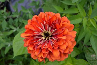 Close-up of red flower