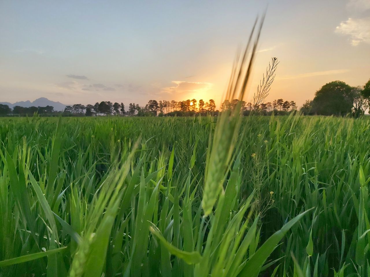 CROPS GROWING ON FIELD AGAINST SKY