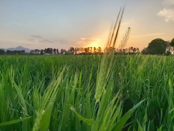 Crops growing on field against sky during sunset