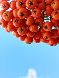 Low angle view of wild fruit