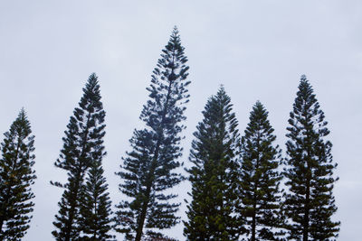 Low angle view of trees against clear sky