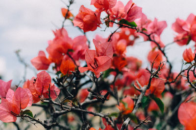 Close-up of pink bougainvillea flowers blooming outdoors