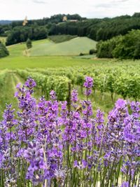 Purple flowering plants on field