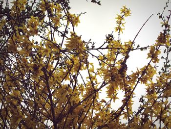 Low angle view of leaves against sky