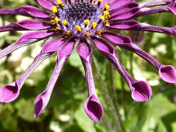 Close-up of purple flowers