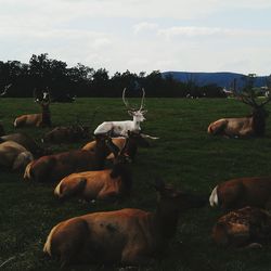 Horses grazing on grassy field