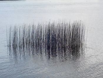 Reflection of trees in lake