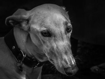 Close-up of dog looking away