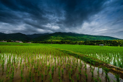Scenic view of agricultural field against sky