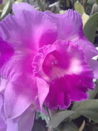 Close-up of purple flower blooming outdoors