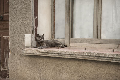 Grey cat lying in a window still of an old house in france