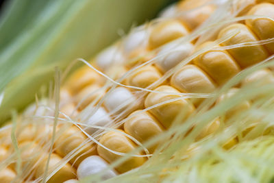 Close-up of corn