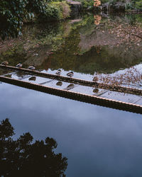 Reflection of trees in lake