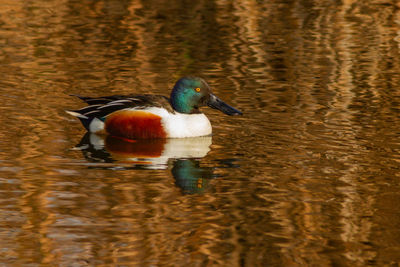 Duck swimming in lake