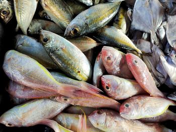 Full frame shot of fish for sale in market