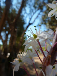 Close-up of flowers blooming on tree