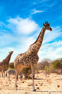 Giraffe standing on ground