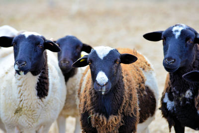 Portrait of sheep in a field