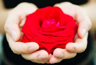 Close-up of hand holding red rose
