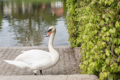 Swan standing at lakeshore