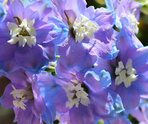 Close-up of purple flowers blooming outdoors