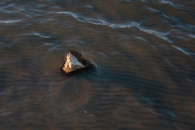 High angle view of turtle in lake