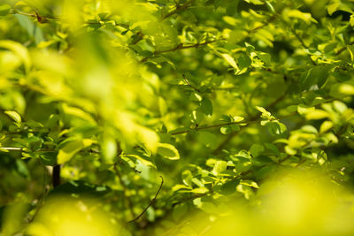 Full frame shot of fresh green leaves