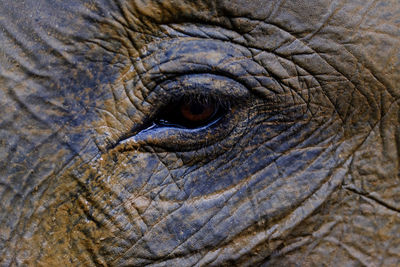 Elephant eye close-up in pinnawala elephant orphanage sri lanka