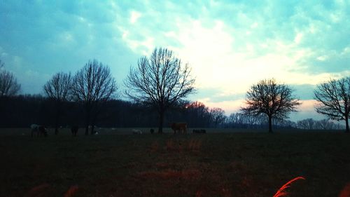 Bare trees on field against cloudy sky