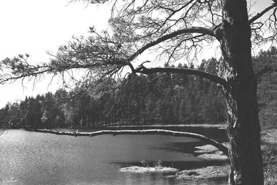 Bare trees by lake against sky in forest