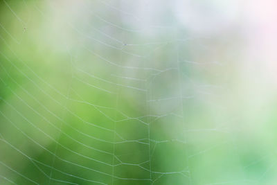 Close-up of spider on web