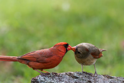 Close-up of birds perching on wood