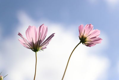 Close-up of pink flower against sky