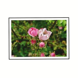 Close-up of pink roses