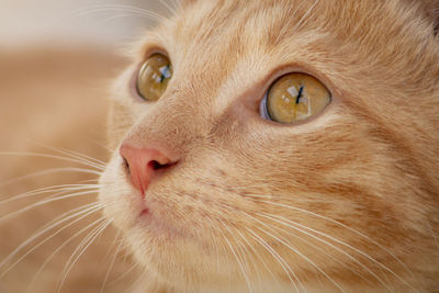 Close-up portrait of a cat