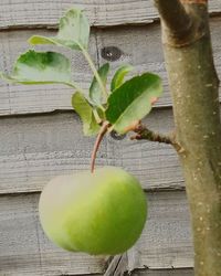 Close-up of fruits hanging on wood