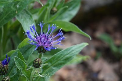 Close-up of purple flowering plant