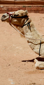 Side view of a horse on sand